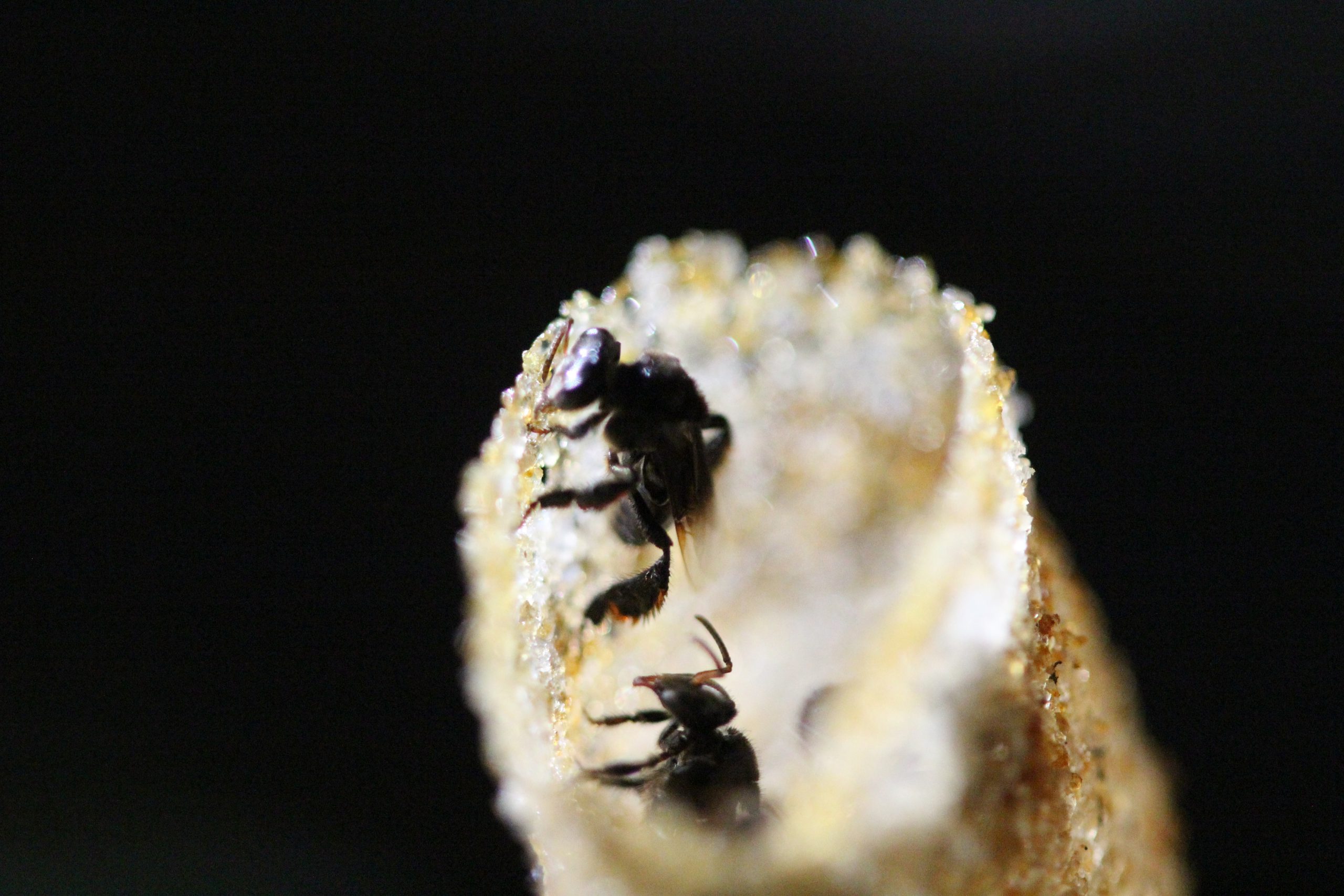 ชันโรง (Stingless Bee)